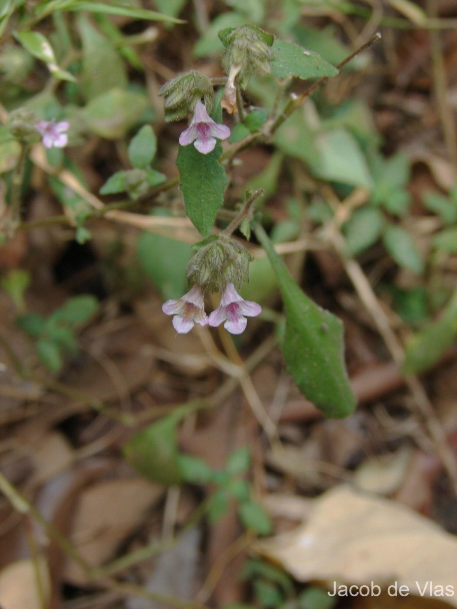 Lepidagathis fasciculata (Retz.) Nees